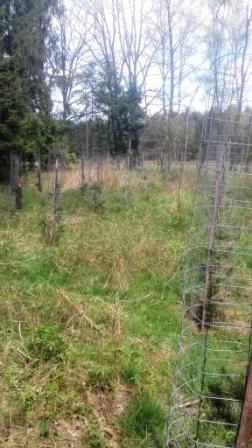 Douglasien 2 Standjahr frei geschnitten.JPG