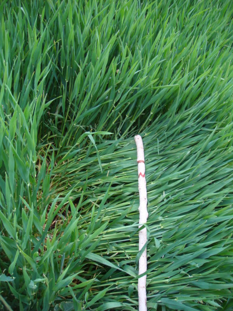 Wintergerste Highlight Bestand Anfang Mai.JPG