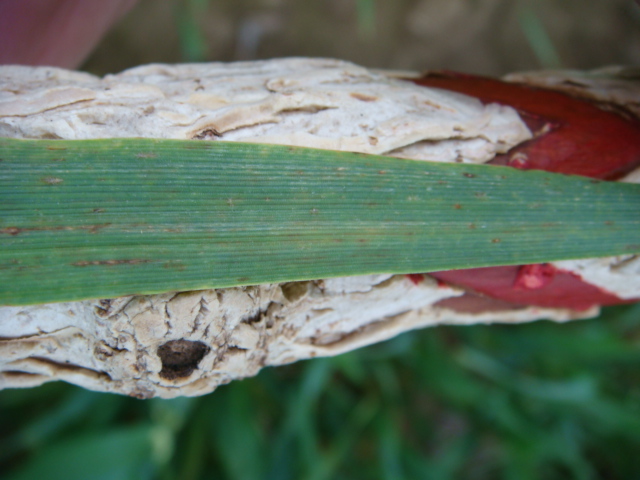 Wintergerste Blattoberseite mit kleinen braunen Flecken.JPG
