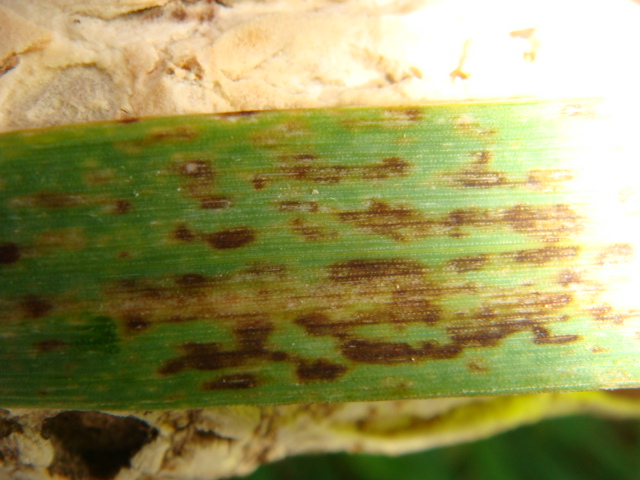 Wintergerste Nahaufnahme Blatt.JPG