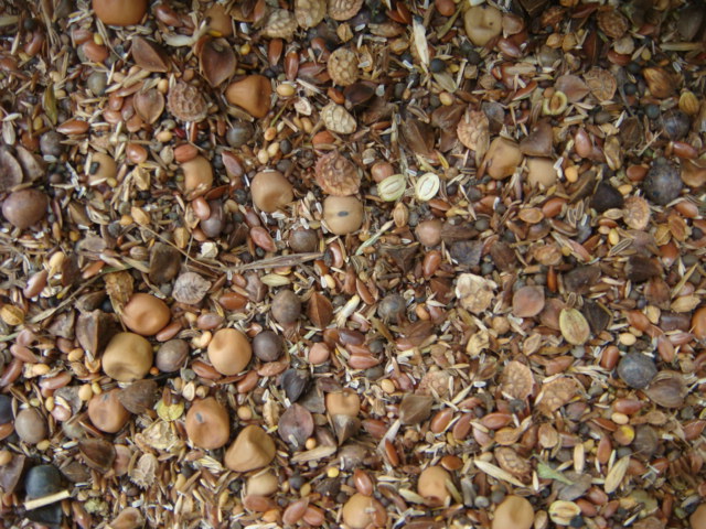 Saaten Zeller Waldrand Samen Detail.JPG