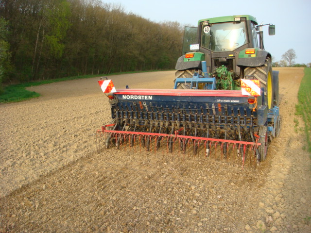 Saat am 15.4. mit angehobenen Säscharen.JPG