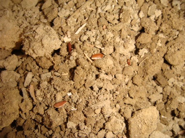 Saatgut auf der Scholle Detail.JPG