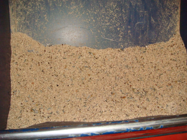 In der Sämaschine mit gestreiften Sonnenblumen.JPG