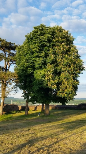 2017-05-22 16.31.01.jpg