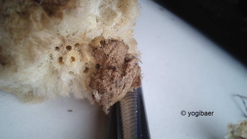 Eichen Gallen Kokon unbekannt 2.jpg