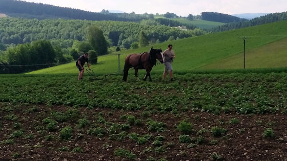 Kartoffeln igeln.jpg