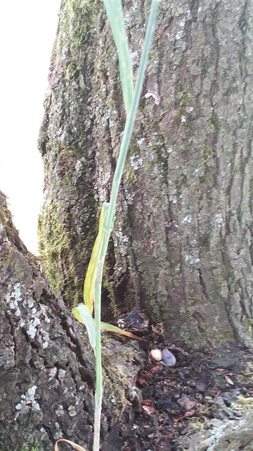 Zwetschgenweizen (2).jpg