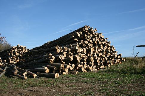 Holz 0121.JPG