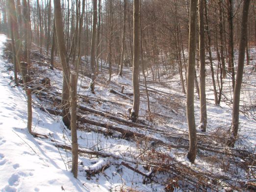 Flächenlos 2009-3.jpg