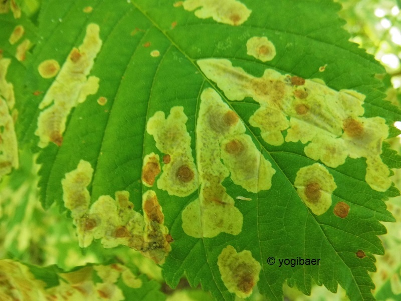 Cameraria ohridella.jpg