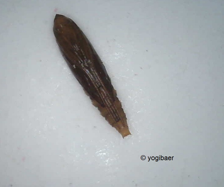 Puppe Cameraria ohridella.jpg