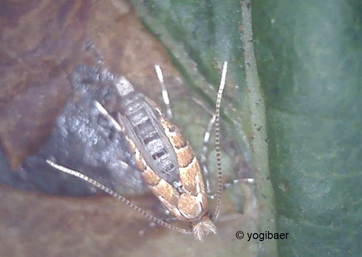 Imago Cameraria ohridella.jpg