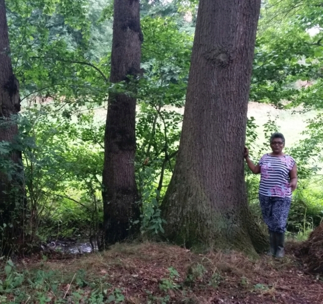 Eiche am Bach 1 klein.jpg