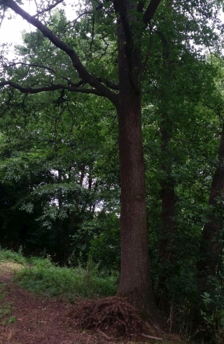 Eiche am Bach 2 klein.jpg