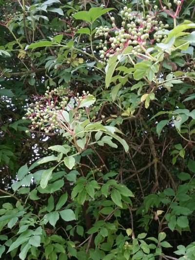 was ist das für ein Gestrüpp.jpg