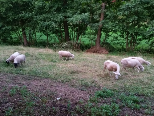 2017 Wiese jenseits des Bachs 01.jpg