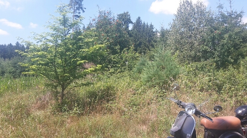 2017-07-17 12.47.27.jpg