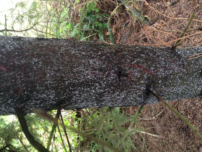 juli 2017 017 für landtreff.jpg