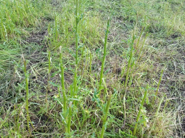 Abgefressene Disteln.jpg