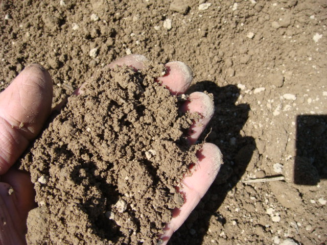 Bodengare nach dem Pflügen.JPG