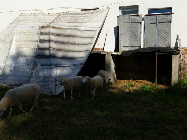 2017 Unterstand beim Stall 2.jpg