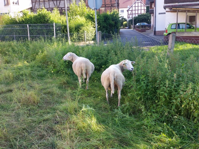 2017 Dickschiffgeschwader.jpg