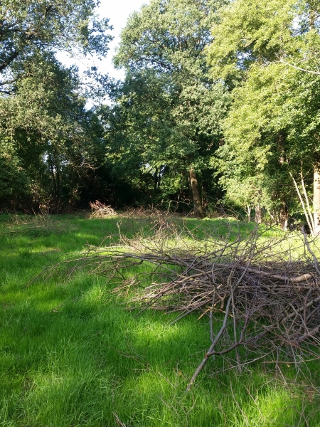 2017 Geäst Wiese über den Bach 2.jpg