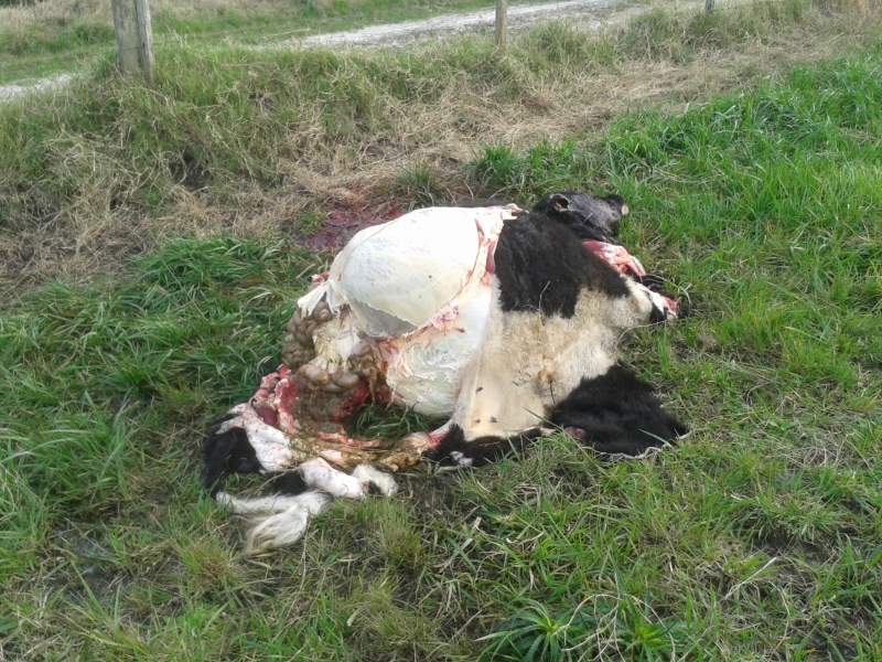 20170901_085637[1] (800x600).jpg