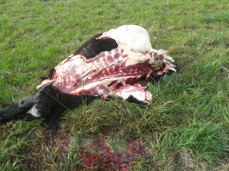 20170901_085802[1] (800x600).jpg