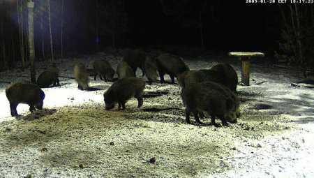 wildschweine.jpg
