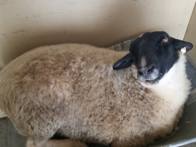 Schwarzkopf gehts schlecht 1.jpg