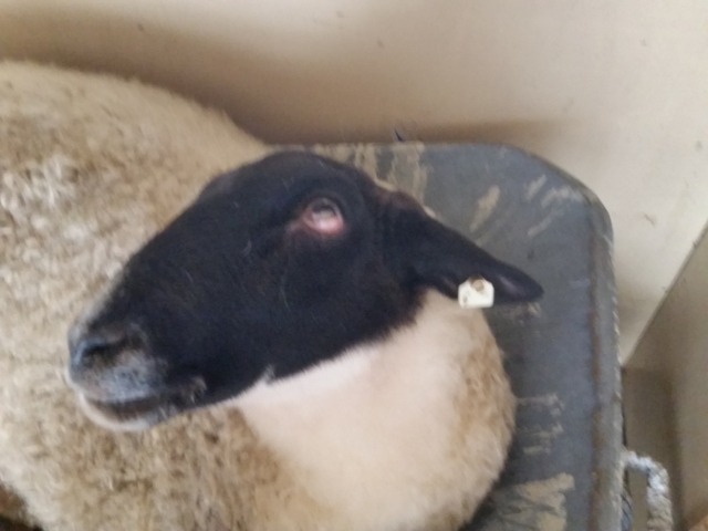 Schwarzkopf gehts schlecht 2.jpg