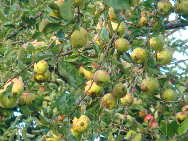 Golden Delicious als Streuobst in Franken nicht geeignet.JPG