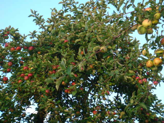 Vergleich Golden Delicious und Rheinischer Winterrambur.JPG