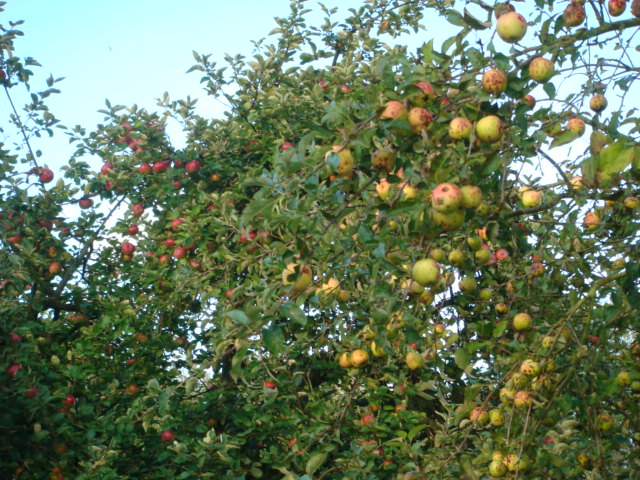 Vergleich Golden Delicious und RheinischerWinterrambur Bild 2.JPG