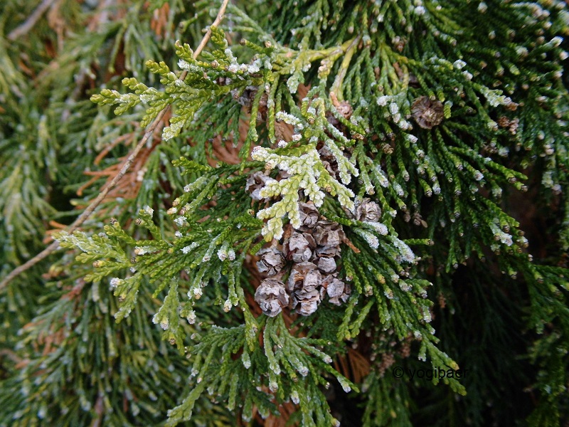 Chamaecyparis lawsoniana.jpg