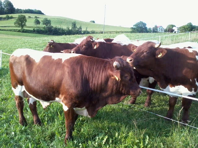 Kalbinnen Freising 005.jpg