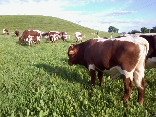 Kalbinnen Freising 003.jpg