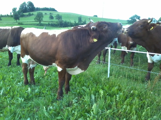 Kalbinnen Freising 006.jpg