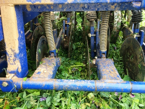 Bilder_2016-2017 winterweizen4.jpg