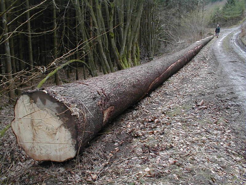 P1010010 (Medium).JPG