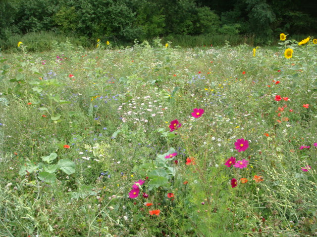 Blühfläche am Wald Juli 2017.JPG