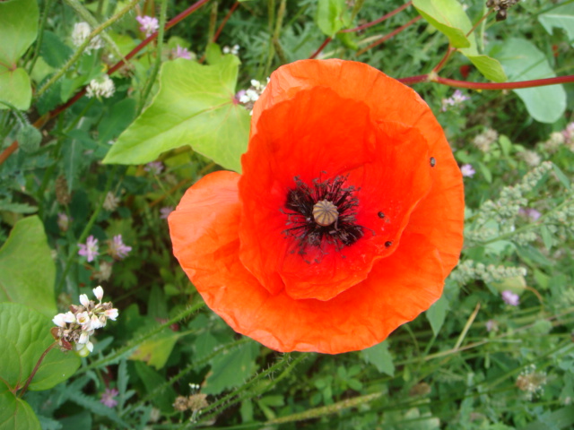 Winis Tier und Pflanzenwelt 1.JPG