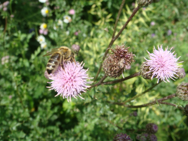 Winis Tier und Pflanzenwelt 2.JPG