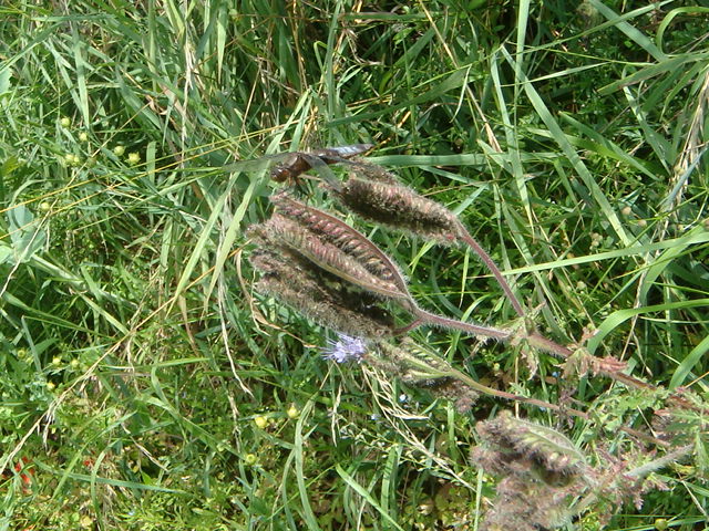 Winis Tier und Pflanzenwelt 3.JPG