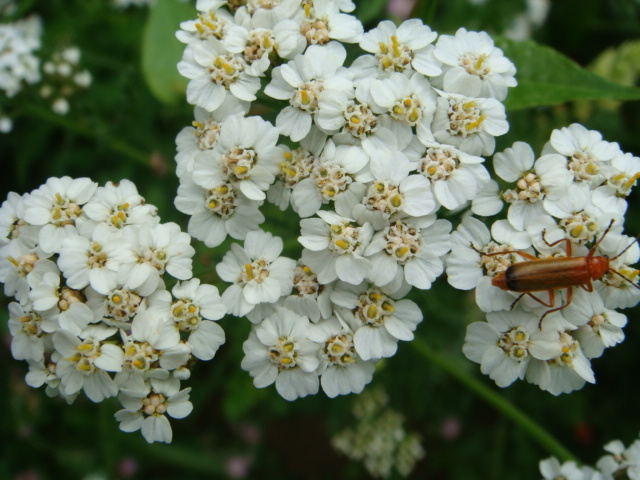 Winis Tier und Pflanzenwelt 4.JPG