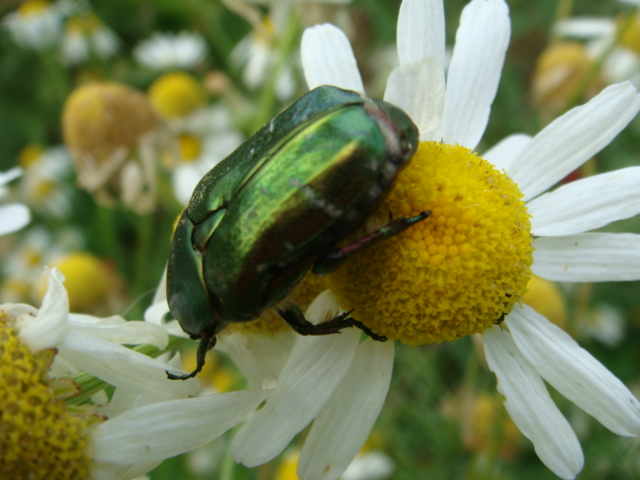 Winis Tier und Pflanzenwelt 5.JPG