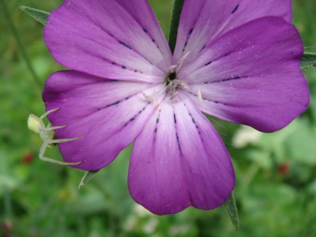 Winis Tier und Pflanzenwelt 6.JPG