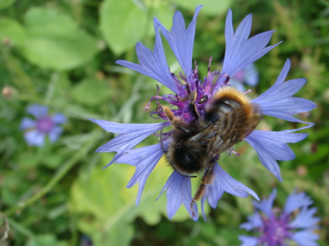 Winis Tier und Pflanzenwelt 7.JPG